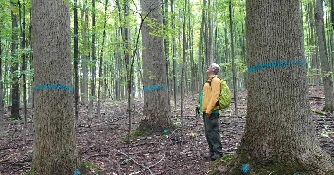 man looking up at trees that have a blue line painted on the trunks