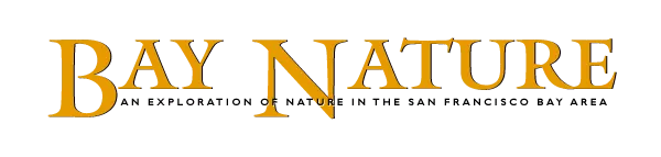 Bay Nature