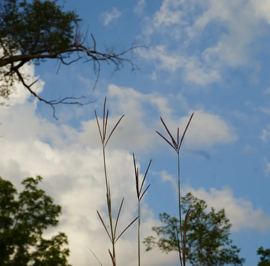 Big Bluestem