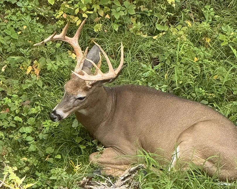 deer sitting in forest