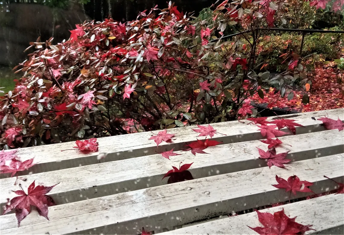 Fall leaves on a Bench photo by Judith Amber