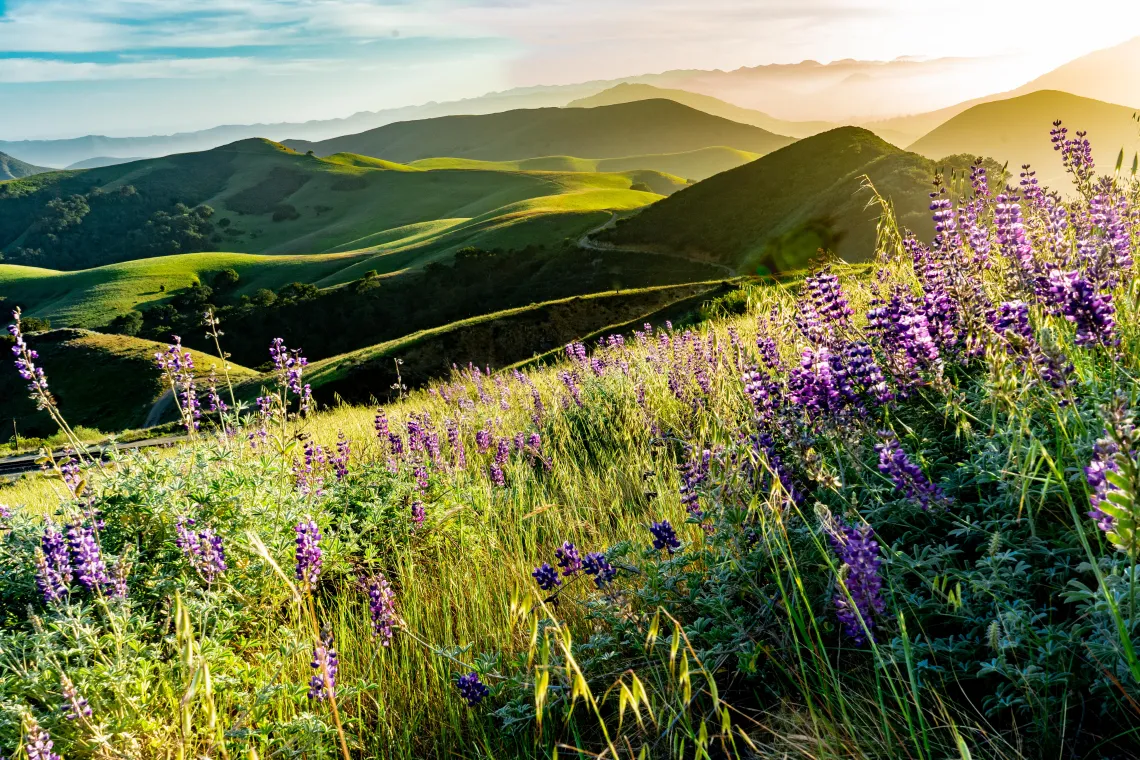 Lupines at sunset photo by Bill Rumbler
