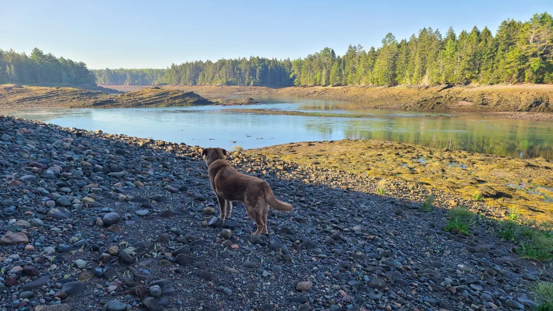 southeastern corner of Sipp Bay preserve at low tide July 2025. With my dog