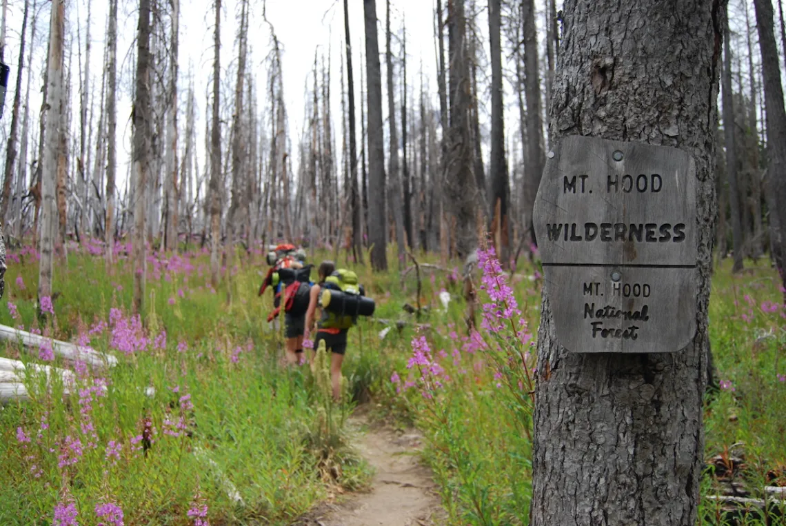A group of backpackers in the distance walk a trail. In the foreground a wooden sign that reads, Mt. Hood Wilderness, is attached to a tree.