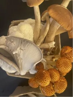 Mushrooms at the San Luis Obispo farmers market