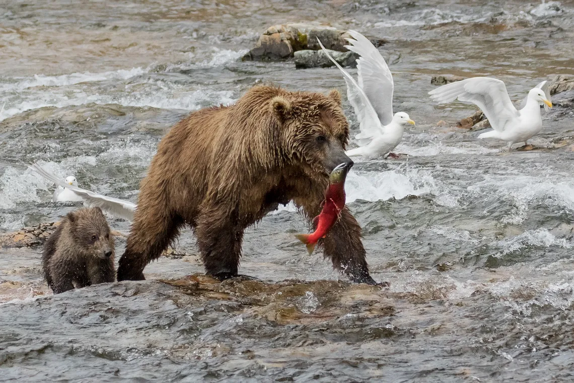 The Plight of the Sockeye photo by Cheryl Strahl