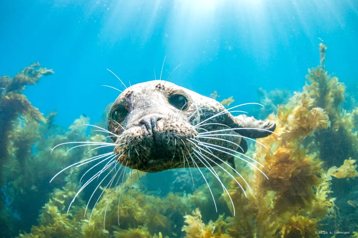 Young harbor seal by Ralf A. Clevenger