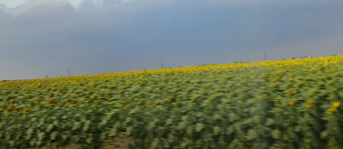 Field