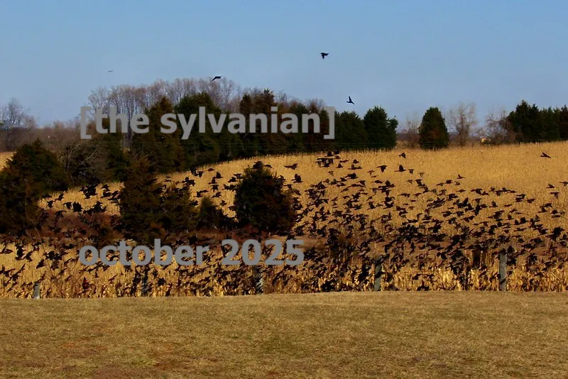 Geese flocking in an autumn field