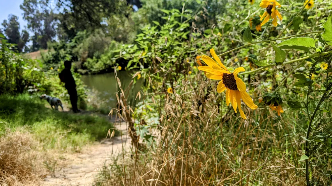 LA River between Balboa Lake and Sepulveda Wildlife Refuge