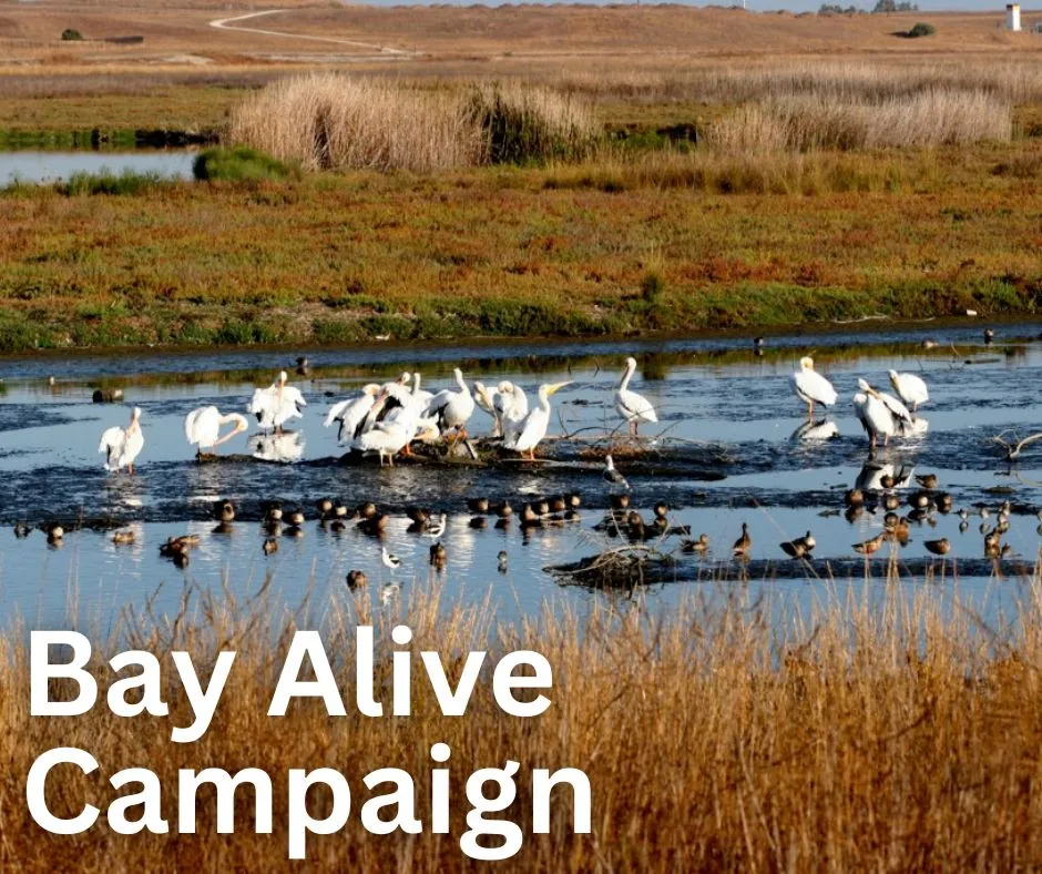 Bay Alive Campaign