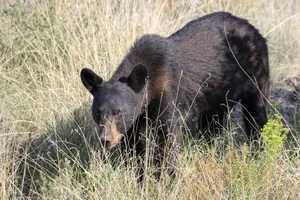 Black Bear