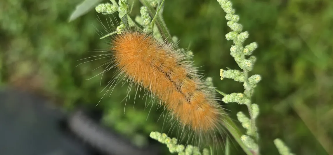 caterpillar