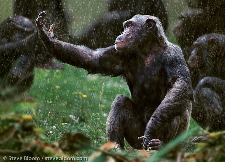 Chimp watching rain fall and bounce off his hand