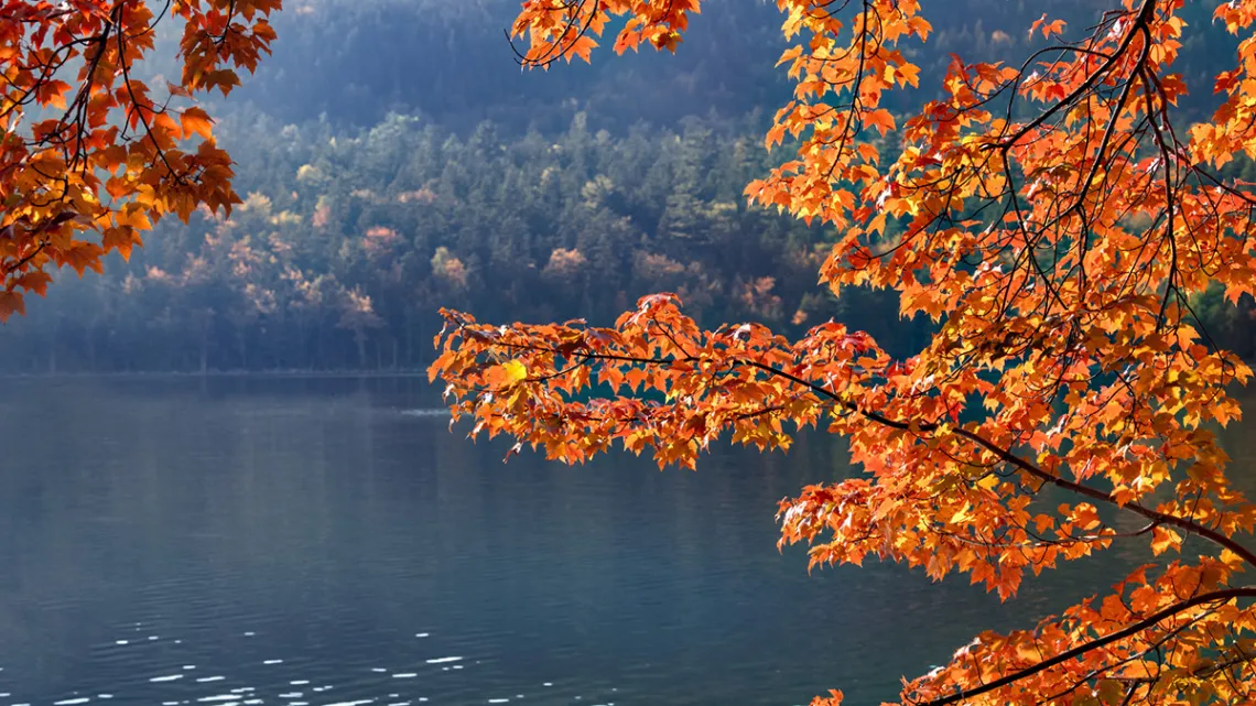fall leaves