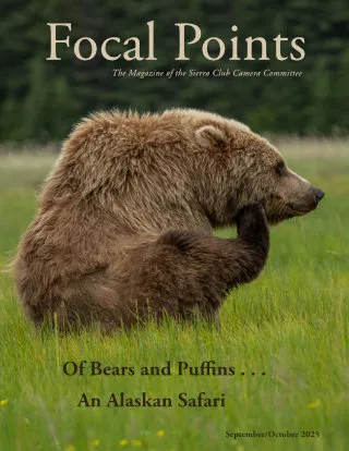 A shaggy grizzly bear stops in a green, grassy meadow to scratch its chin with its hind leg