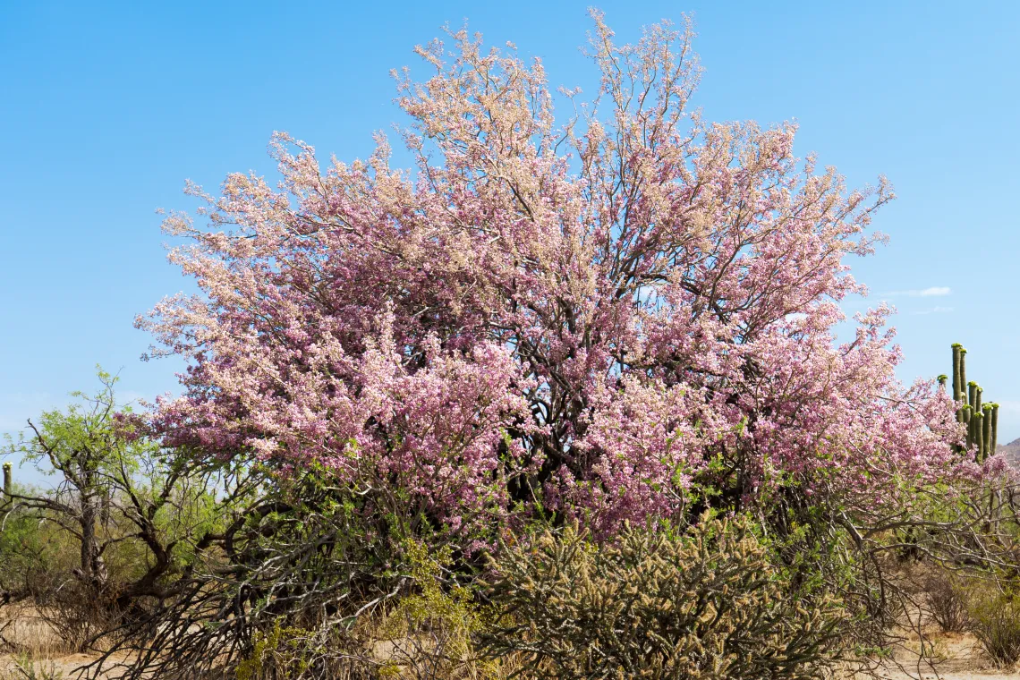 Blooming Ironwood tree