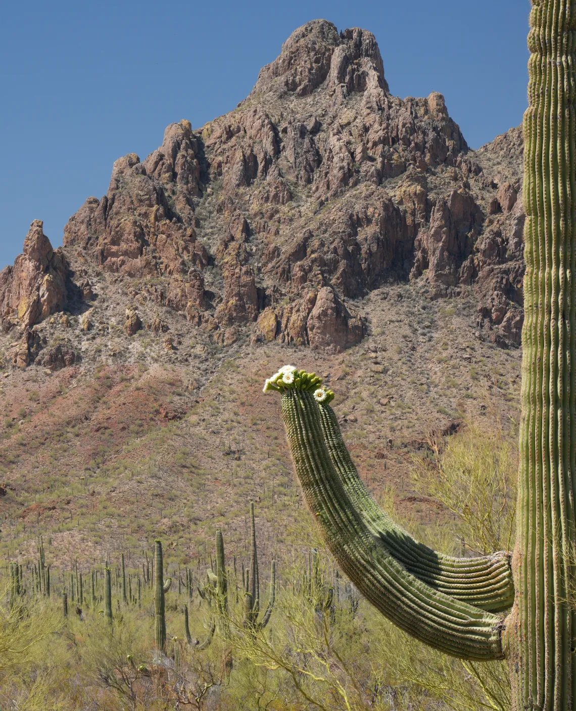 Blooming Saguaro Cactus