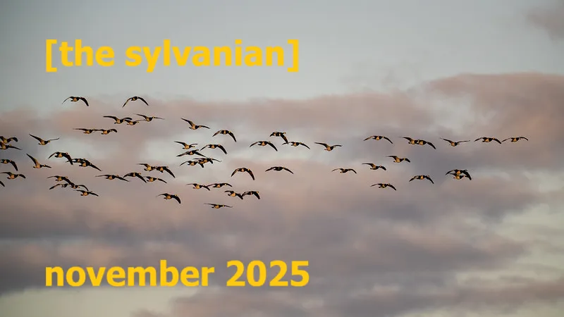 Flock of birds against a pale sky