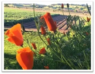 pOPPIES