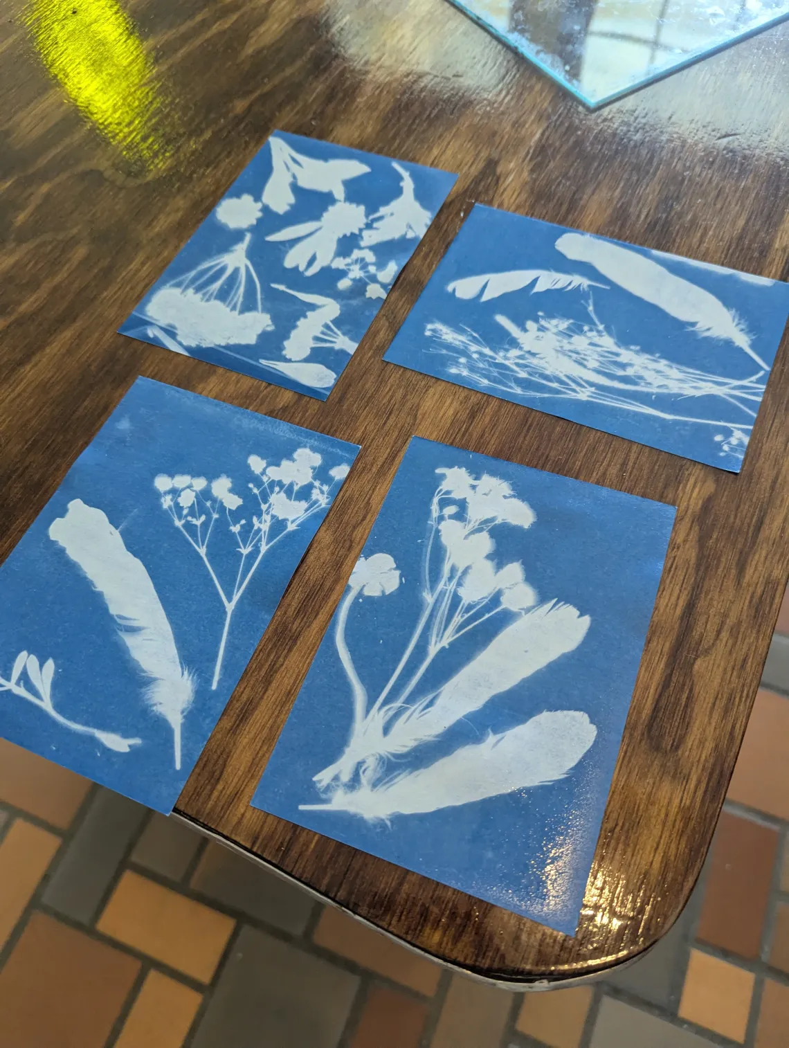 Cyanotype prints drying on a table