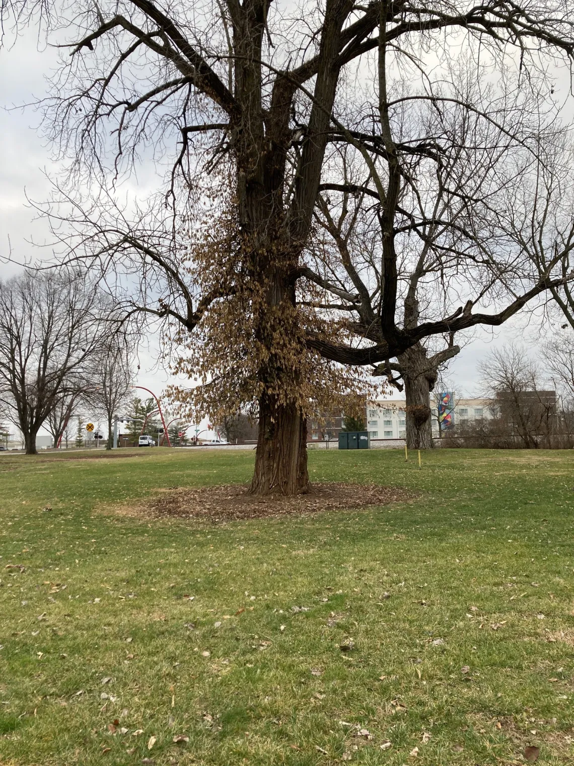 A tree with bare branches and no wintercreeper!
