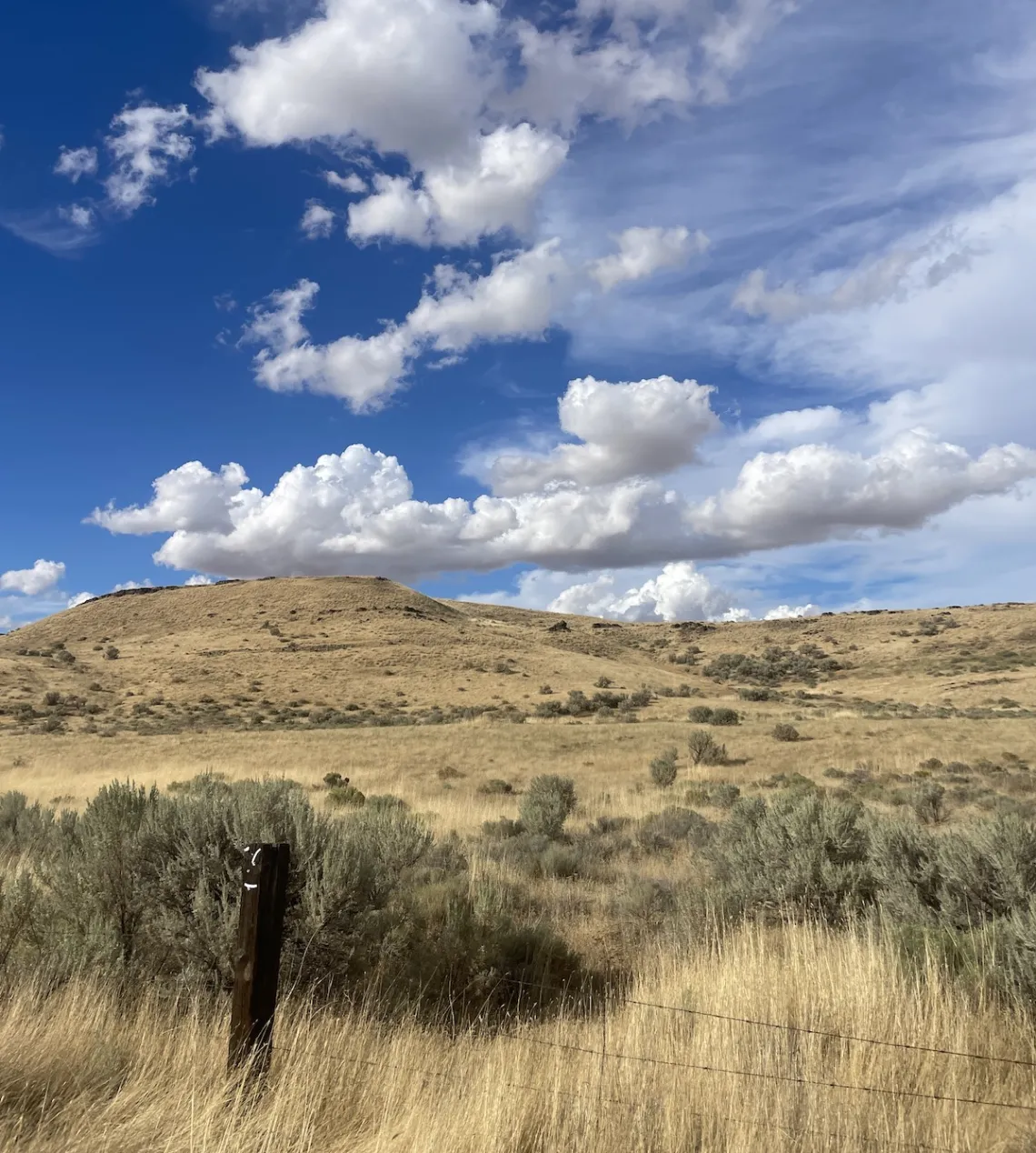 A landscape of dry tall grass, rolling hills, and bright blue sky