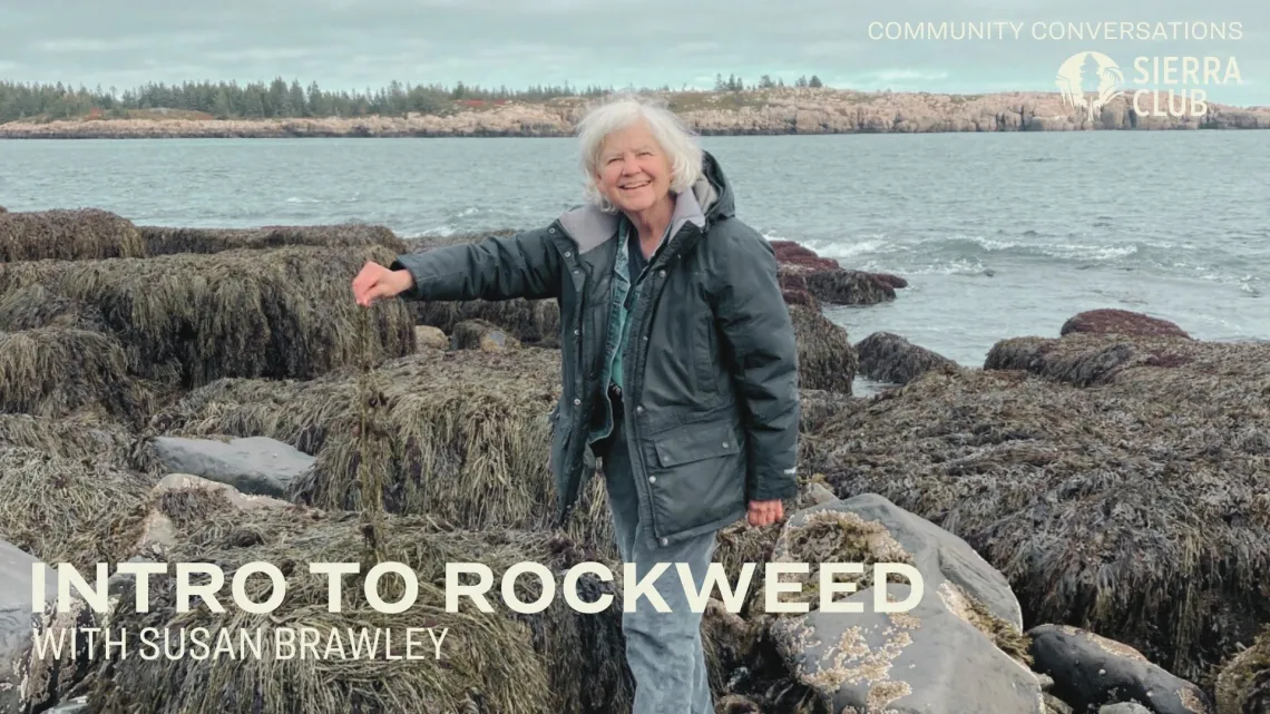 rockweed