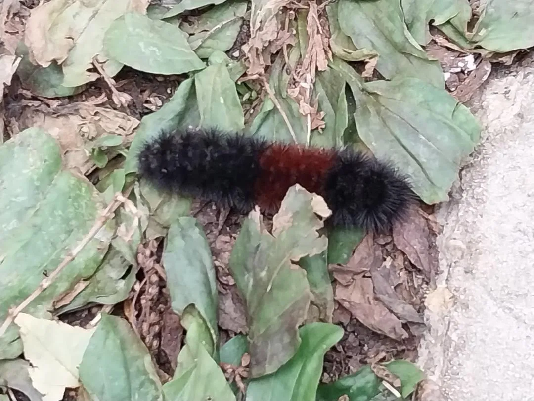 Caterpillar