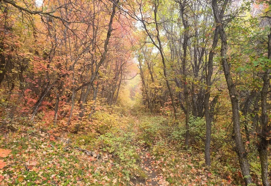 On the loop trail showing pretty colors