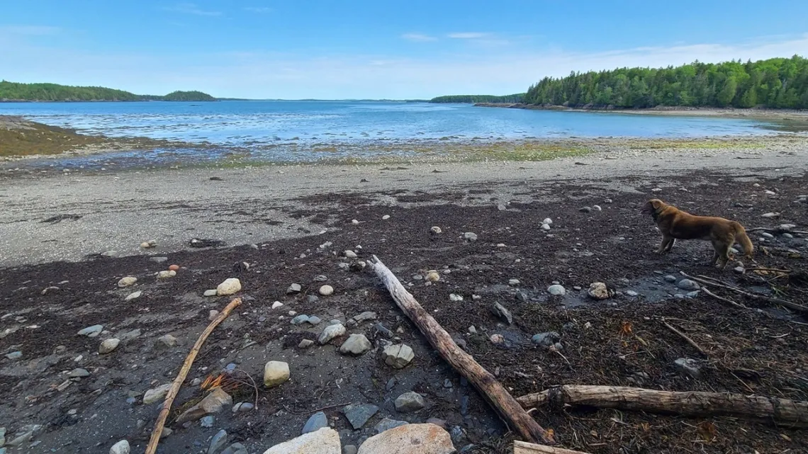 Black Duck Cove preserve, Cobscook Shores. 