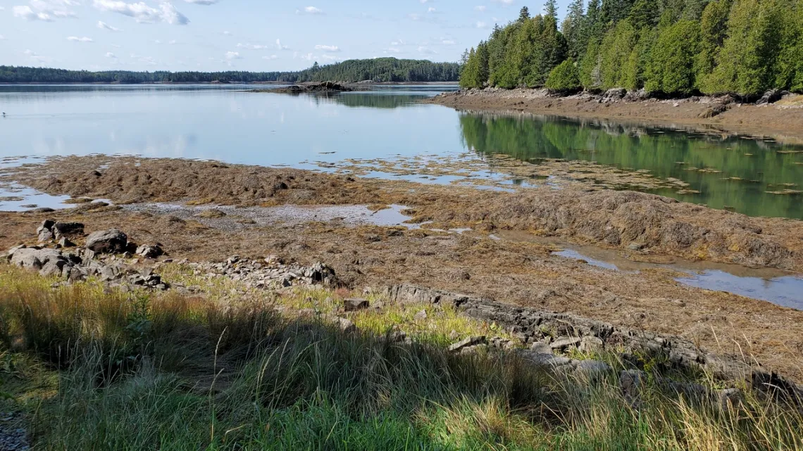 In Denbow Bluffs preserve, Cobscook Shores.