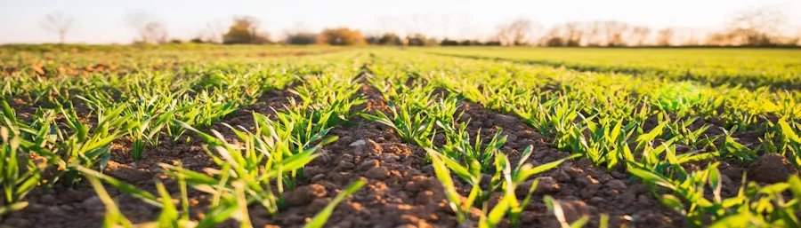 Crops in a field