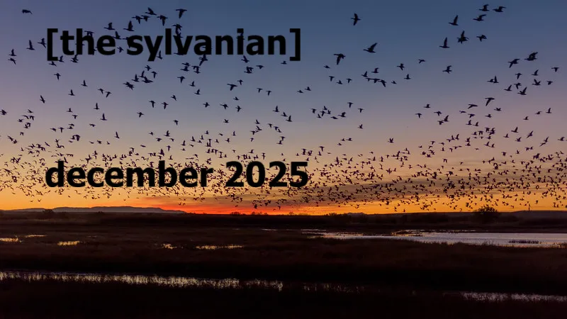 Sunset with flock of geese