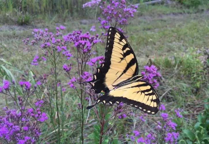 Butterfly, Crystal River State Park, Florida State Parks