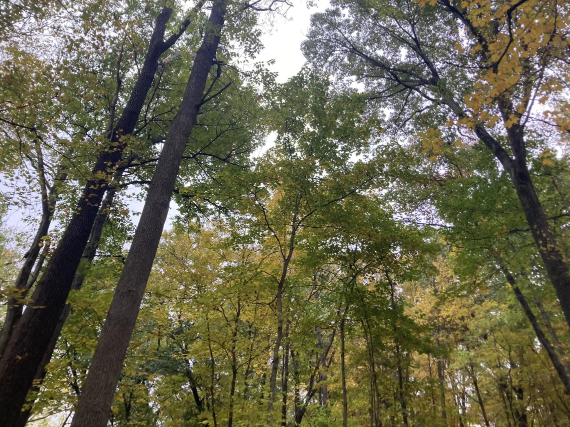 Looking up at trees with green and yellow leaves and a gray-blue sky