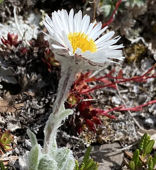 Muir's fleabane
