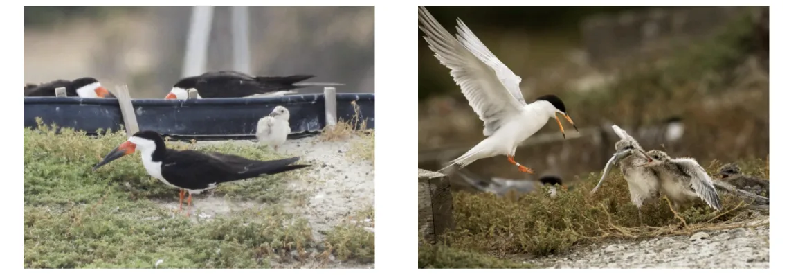 Black Skimmers and Foster Terns raising chicks on the Sailing Lake Island