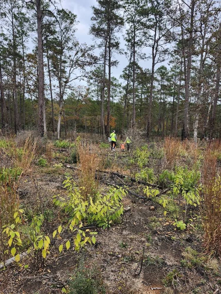 tree planting