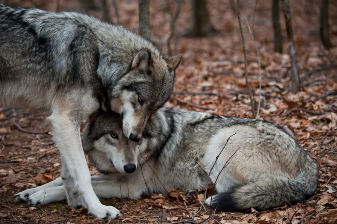 Wolves laying together