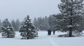 Snowy Landscape with 3 trees