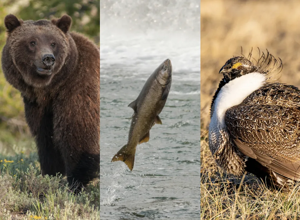 Three pictures side by side of a grizzly bear, salmon, and sage grouse