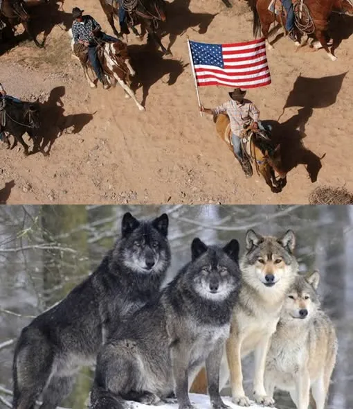 Wolves, Delia Malone