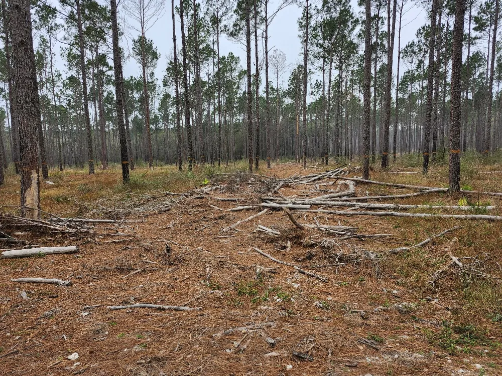 SHNF logged area