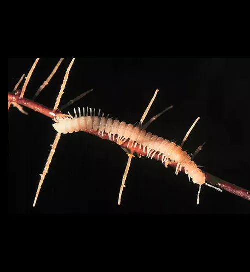 Amplaria muiri