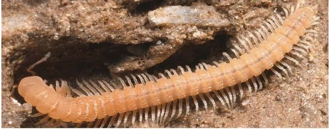 Amplaria muiri 