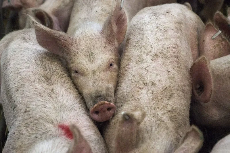 pigs confined in tight quarters