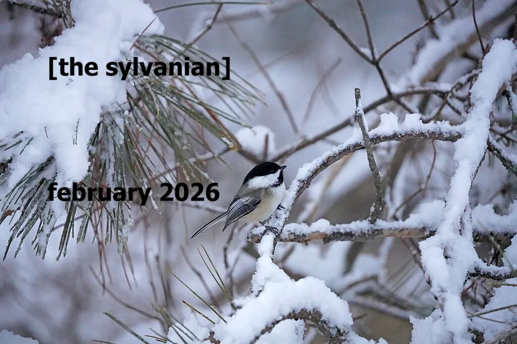 Chikadee in snowy pine tree