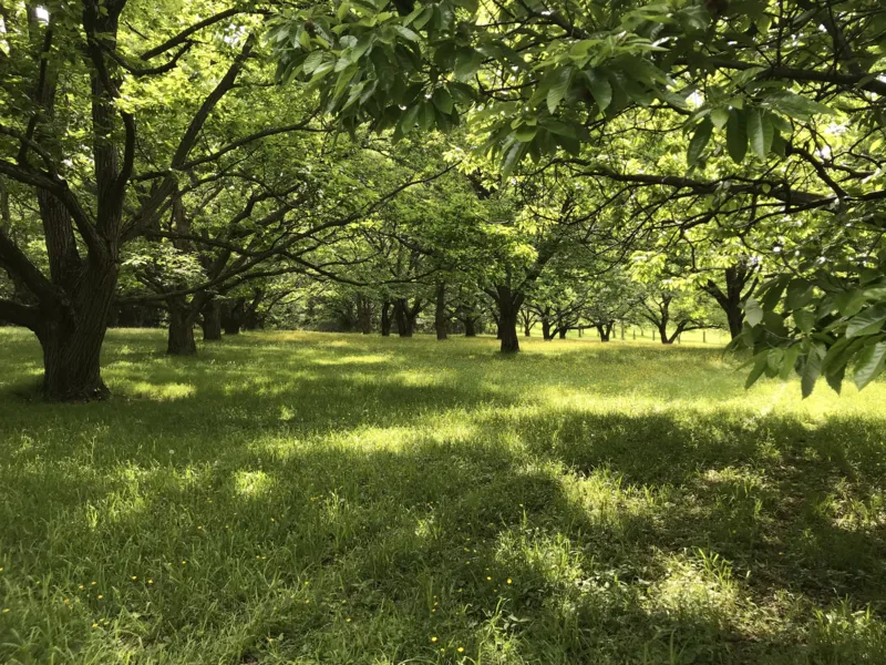 Morris Orchard Natural Burial, Frederick, MD
