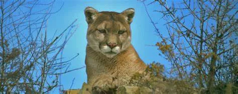 Mountain Lion